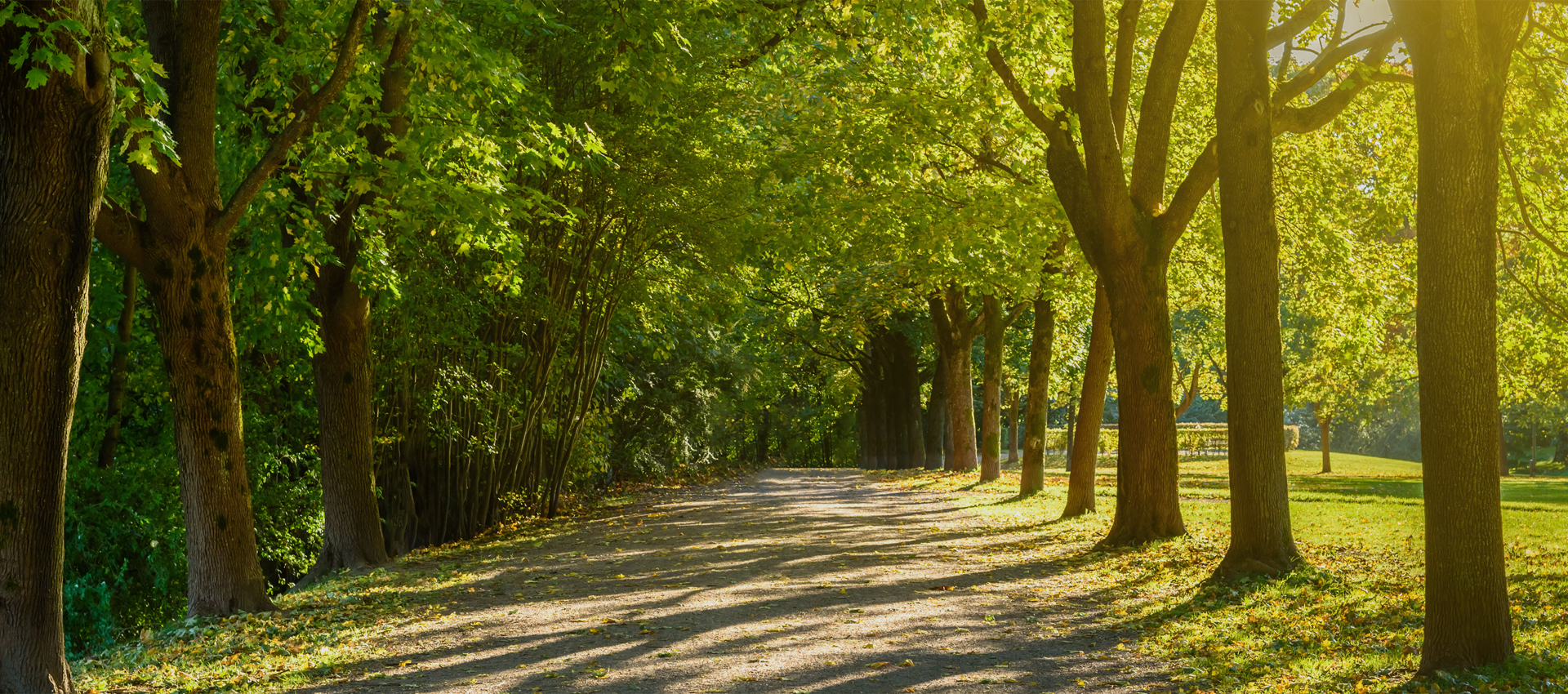 A pure gift of nature from New Zealand